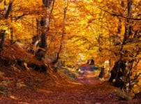 紅葉狩りは何を狩るのか？に関する雑学