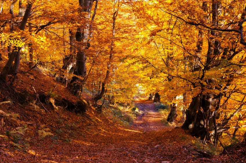 紅葉狩りは何を狩るのか？に関する雑学