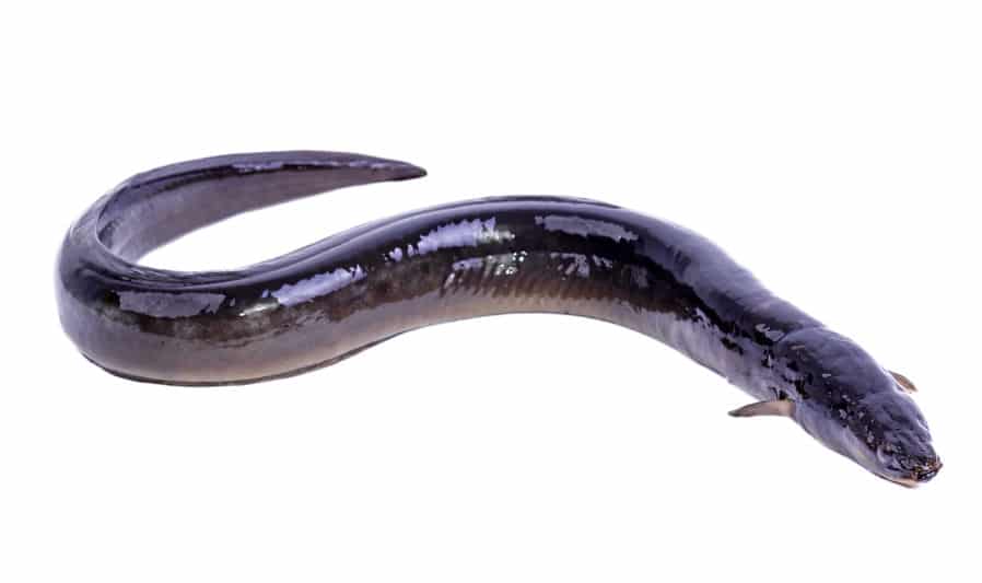 ウナギのヌルヌルには体を保護する役割があるというトリビア