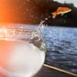 金魚は野生にはいないという雑学