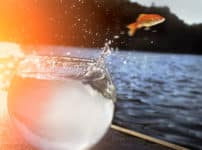 金魚は野生にはいないという雑学