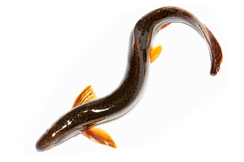 ウナギとドジョウは皮膚が湿っていればかなり長く生きられるというトリビア