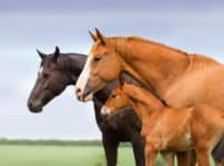 ウマは立ったまま寝る？に関する雑学