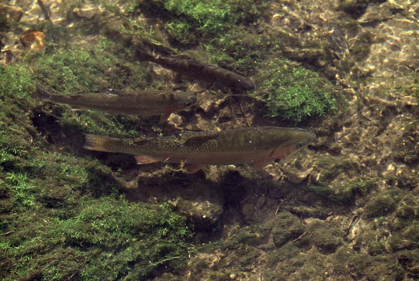 魚の水分補給は浸透圧と大きく関係するというトリビア