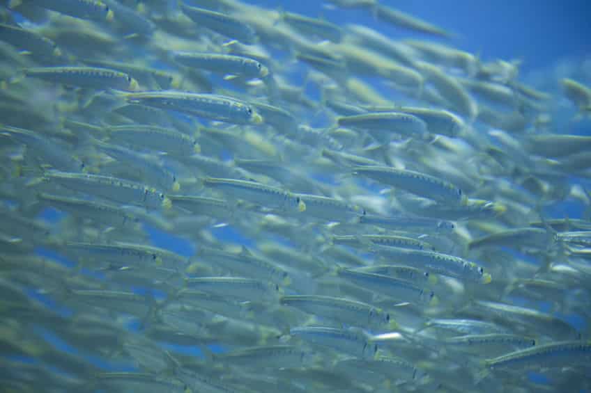 魚の水分補給ってどうなってる?淡水魚と海水魚で違います!という雑学まとめ