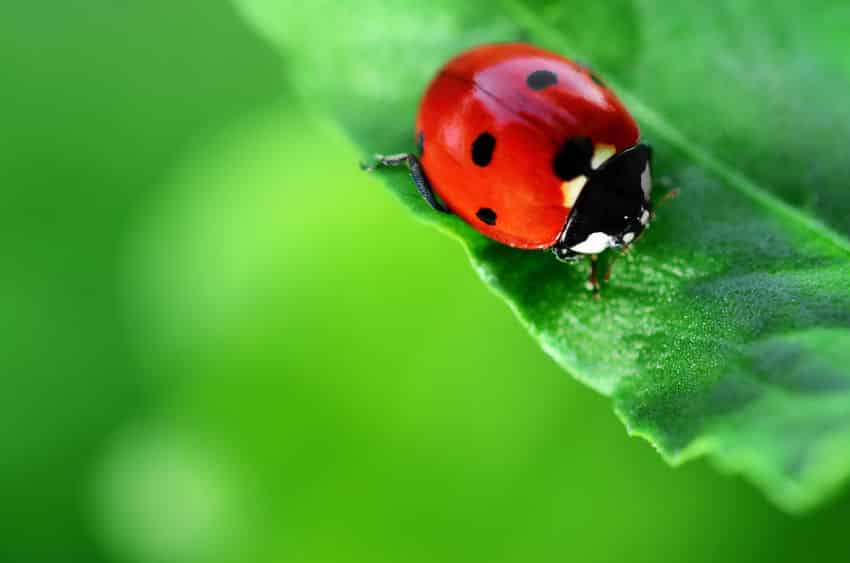 テントウムシで害虫駆除する新技術も登場というトリビア