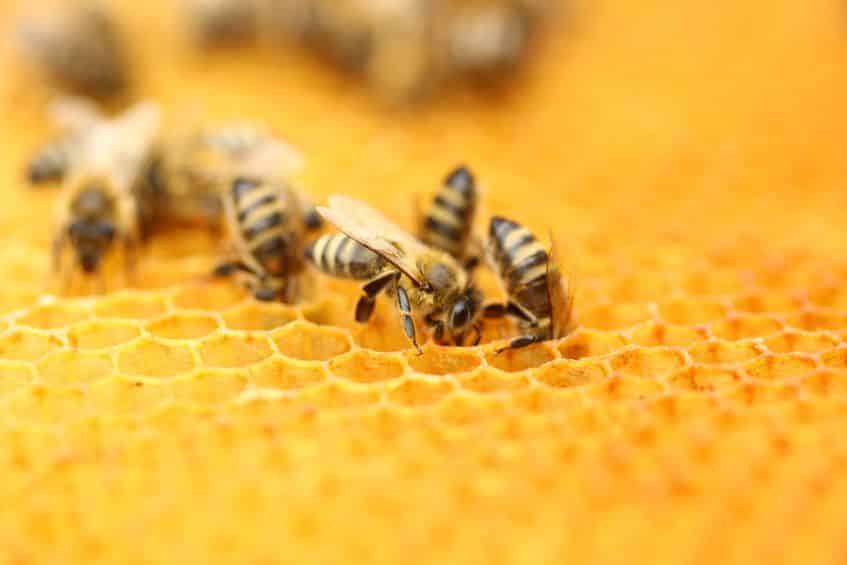 ミツバチが巣に戻ってこられる理由に関する雑学