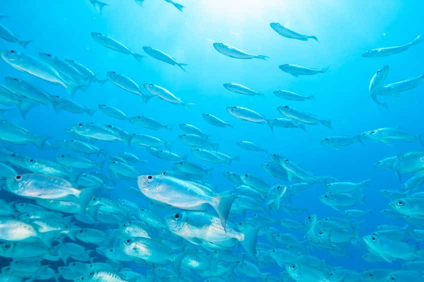 絶対音感も!?魚の嗅覚と聴覚は人間よりもはるかに上という雑学まとめ