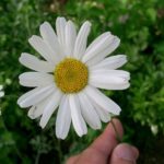蚊取り線香はもともと花から作っていたという雑学