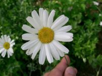 蚊取り線香はもともと花から作っていたという雑学