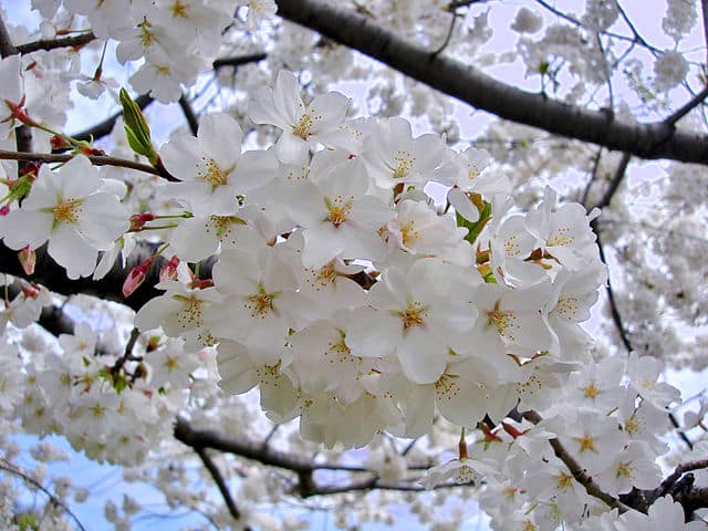ソメイヨシノは、なぜ花が先で葉っぱがあと?に関する雑学