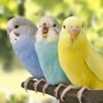 インコはなぜ人間のことばをしゃべることができるのかという雑学