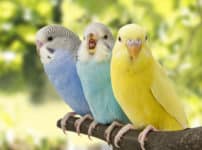 インコはなぜ人間のことばをしゃべることができるのかという雑学
