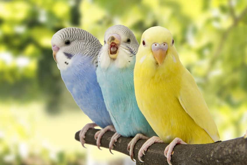 インコはなぜ人間のことばをしゃべることができるのかという雑学