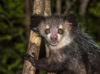 童謡で歌われる「アイアイ」は実在する猿？に関する雑学