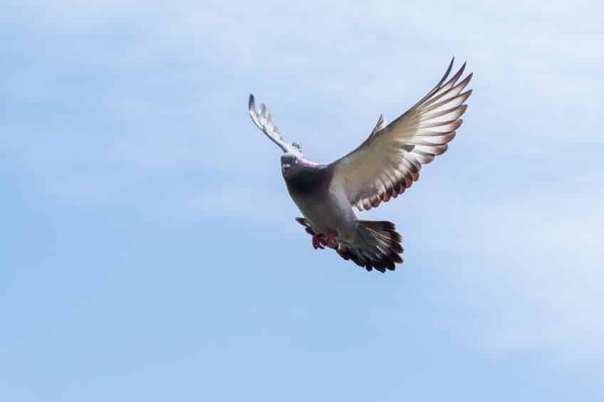 生きたハトを撃つ射撃競技「ハト撃ち」についてのトリビア