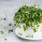 カイワレダイコンを土に植えると大根になるという雑学