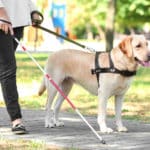 盲導犬には英語で話すという雑学