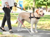盲導犬には英語で話すという雑学
