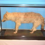 ニホンオオカミが絶滅した理由に関する雑学