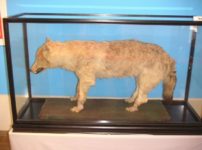 ニホンオオカミが絶滅した理由に関する雑学