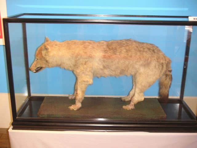 ニホンオオカミが絶滅した理由に関する雑学
