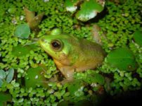 成長するにつれて小さくなるカエルがいるという雑学