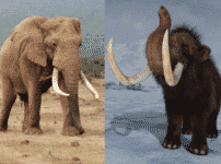 マンモスはゾウの祖先ではなく親戚という雑学