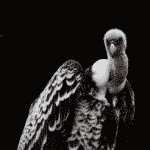 世界で一番高く飛べる鳥は飛行機よりも高く飛べる？に関する雑学