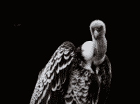 世界で一番高く飛べる鳥は飛行機よりも高く飛べる？に関する雑学