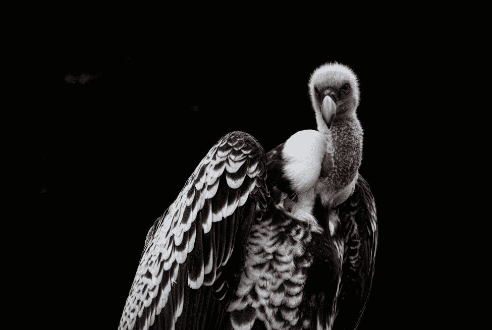 世界で一番高く飛べる鳥は飛行機よりも高く飛べる?に関する雑学