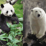 パンダとシロクマは冬眠しないという雑学