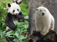 パンダとシロクマは冬眠しないという雑学