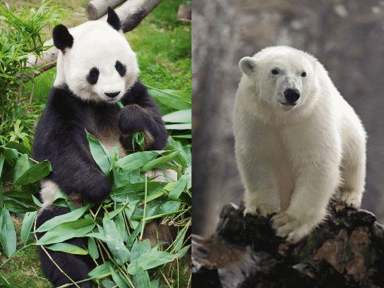 パンダとシロクマは冬眠しないという雑学