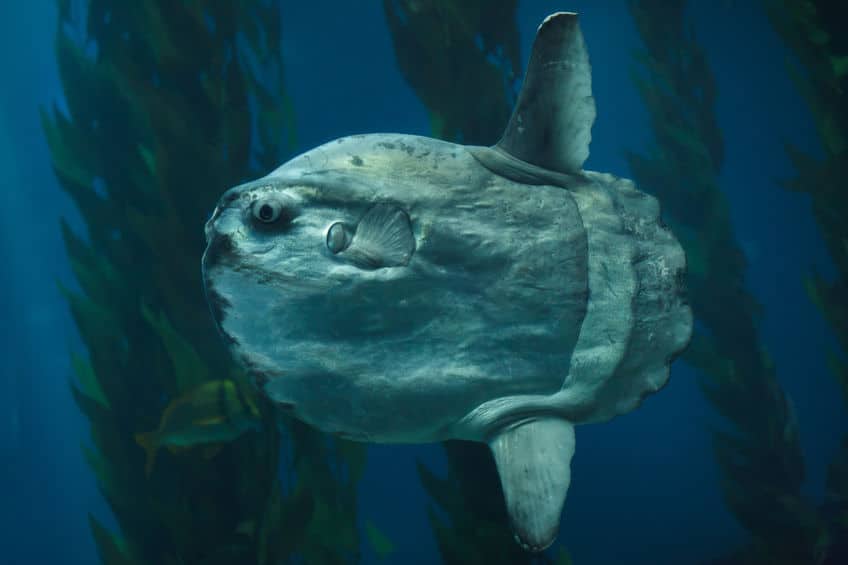 マンボウを食べる地域もあるというトリビア