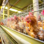 鳥インフルエンザが怖い本当の理由に関する雑学