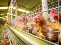 鳥インフルエンザが怖い本当の理由に関する雑学