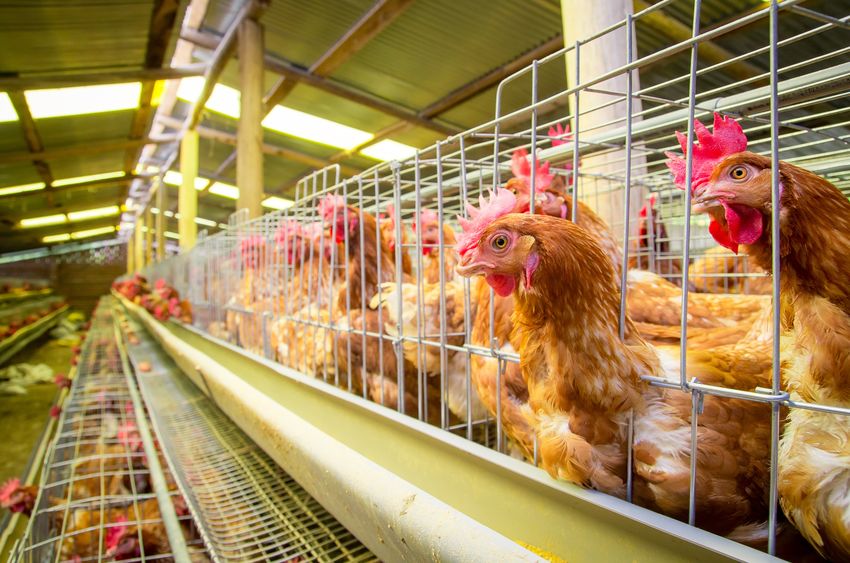 鳥インフルエンザが怖い本当の理由に関する雑学