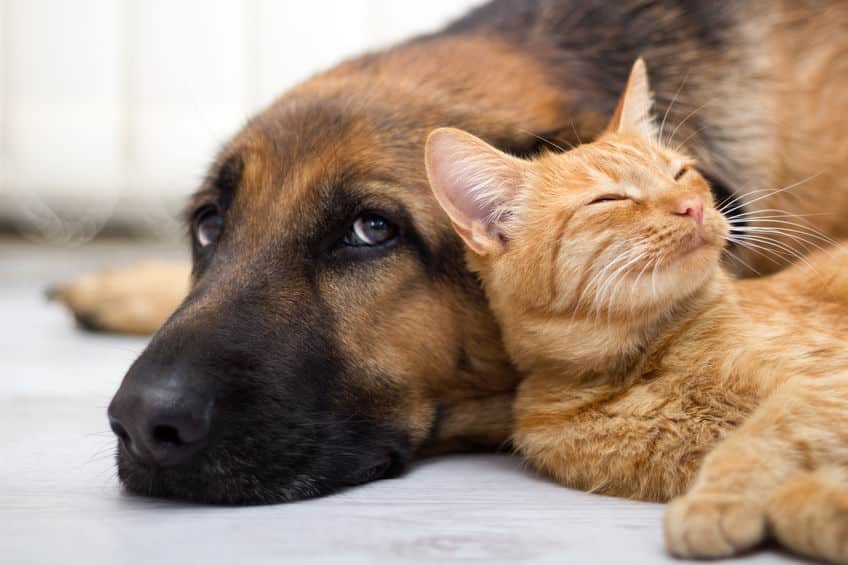 「ミアキス」が分かれて進化し、いまの猫や犬が存在するというトリビア