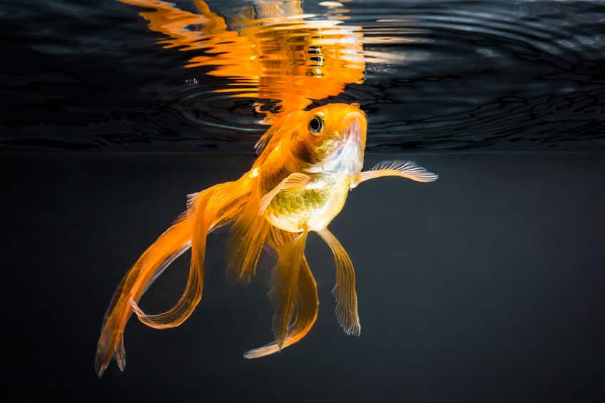 金魚は野生の世界では生きていけない？というトリビア