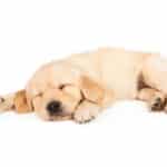 犬も「夢」を見る？に関する雑学