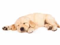 犬も「夢」を見る？に関する雑学