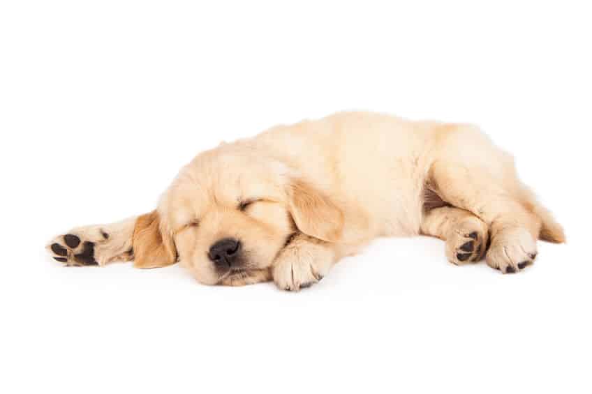 犬も「夢」を見る?に関する雑学