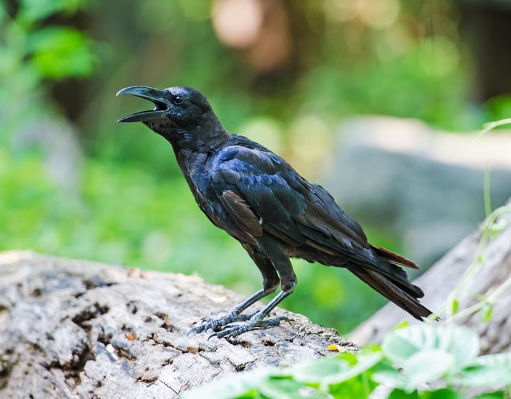 賢すぎる…!カラスは仲間が死ぬと葬式をするってホント?【動画】についてのトリビアまとめ