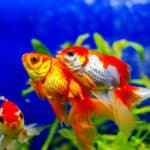 金魚はなぜ「金」魚？に関する雑学