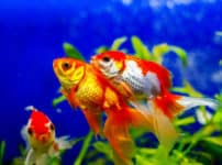 金魚はなぜ「金」魚？に関する雑学