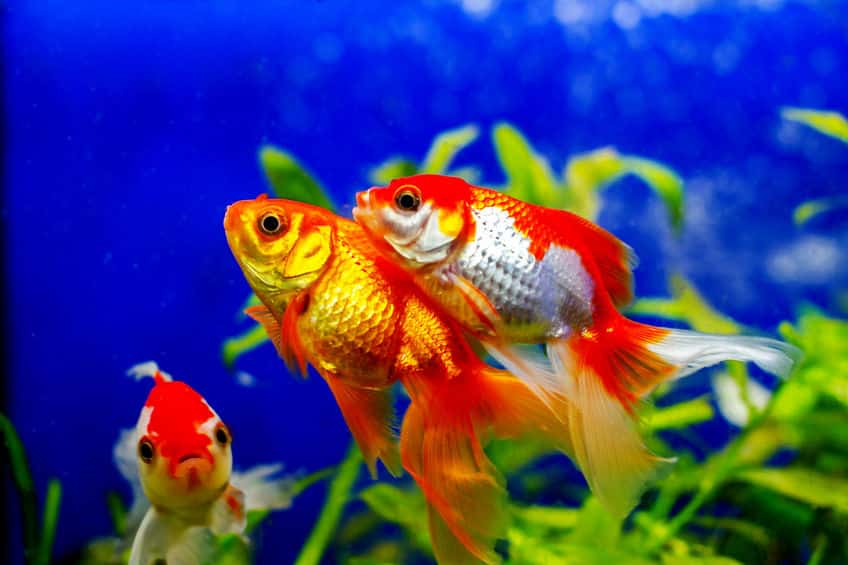 金魚はなぜ「金」魚?に関する雑学