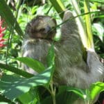 ナマケモノは背中にコケが生えるという雑学