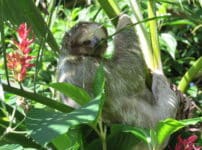 ナマケモノは背中にコケが生えるという雑学