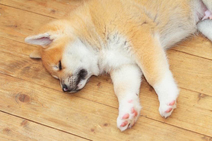 犬の寝言や足のピクピクは夢を見ている証拠についてのトリビア